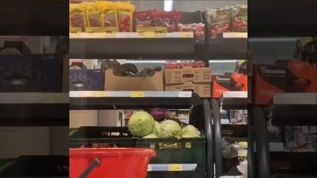 🥒 Менеджеров по свежести обнаружили в «Магните» на Псковской. смотреть онлайн