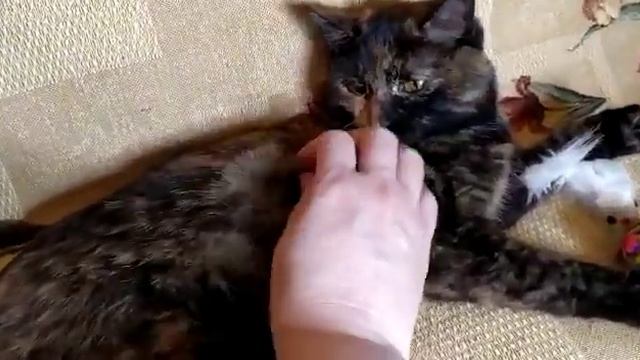 Маленькая Муся ищет любящего хозяина смотреть онлайн