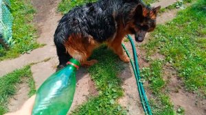 49 день беременности.Немецкая длинношерстная овчарка.У нас жара.