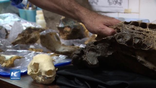 Fósil de perezoso gigante podría ser el hallazgo paleontológico más importante del Valle de Carac смотреть онлайн