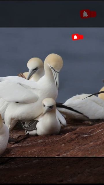 Cape gannet birds #shorts #viral #trending смотреть онлайн