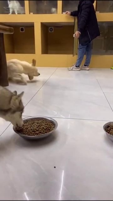 Cute Dog trying to hold himself from slipping on the floor смотреть онлайн