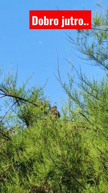 #birds#dobrojutro смотреть онлайн