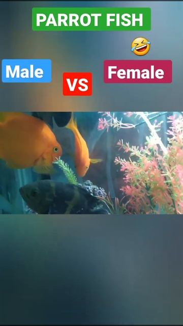 Parrot fish fighting each other..Blood Parrot fish..Red Parrot fish fight..#shorts.. #FITANDHAPPY🤣😂 смотреть онлайн