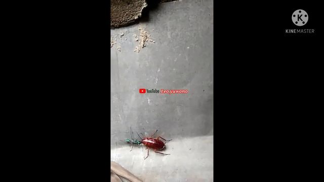 Ampulex Compressa (tawon hijau) VS Kecoa‼️Dunia Hewan смотреть онлайн
