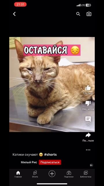 Подпишись и поставь лайк за кота смотреть онлайн
