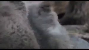 Серьга   Я бурый медведь  Клип