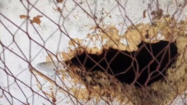 Куница погубила пчел