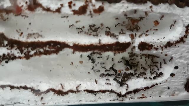 Pheidole Yeensis Haltungsbericht vom 05.04.2017 смотреть онлайн