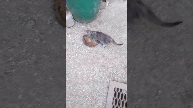 котёнок поймал крысу, природа берет свое смотреть онлайн