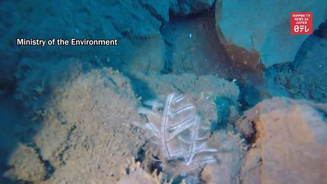 Ecosystem changing on new island in Japan смотреть онлайн