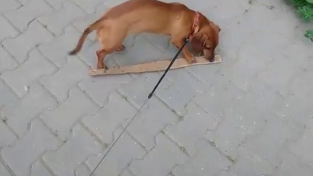 Марго и палка смотреть онлайн