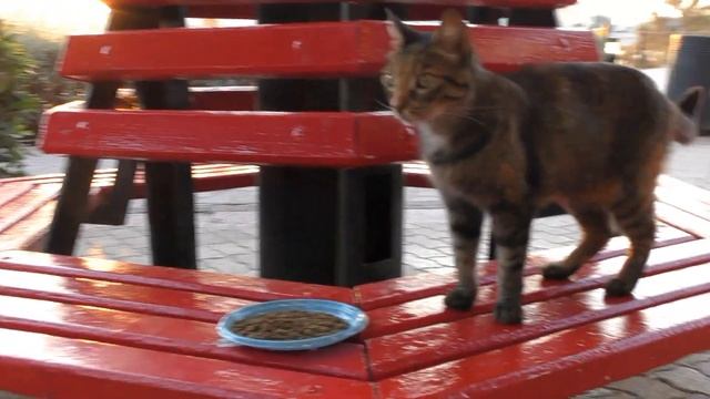 СЕМЬЯ БРОШЕННЫХ КОТОВ. Мальта смотреть онлайн