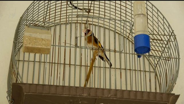 chant de chardonneret goldfinch song смотреть онлайн