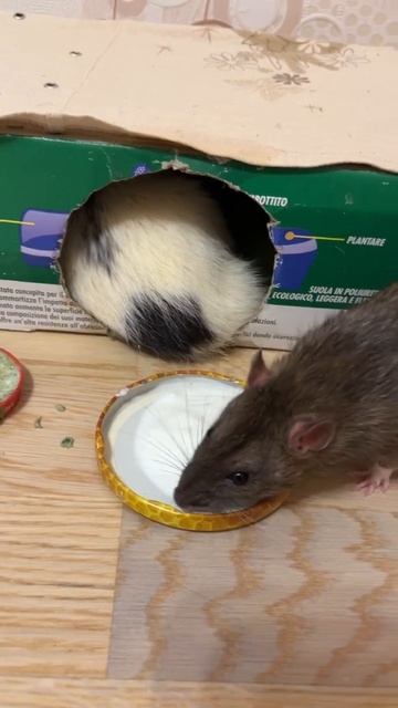 Йогурт полезен крысам. #rat #animal #крысы #животные #крысята смотреть онлайн