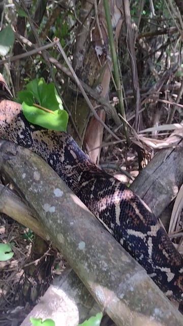 un hermoso masacuate смотреть онлайн