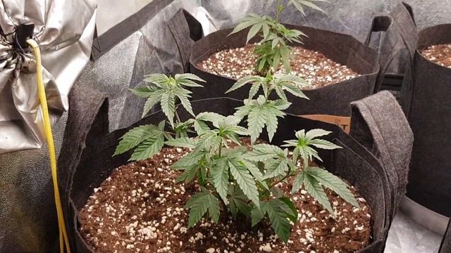 Sith OG, Afterdinner Breath F2 & Orange Juice, Garden Update #6 смотреть онлайн