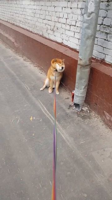 WOW😂 Что делает сиба-ину, когда не хочет идти домой😅 смотреть онлайн