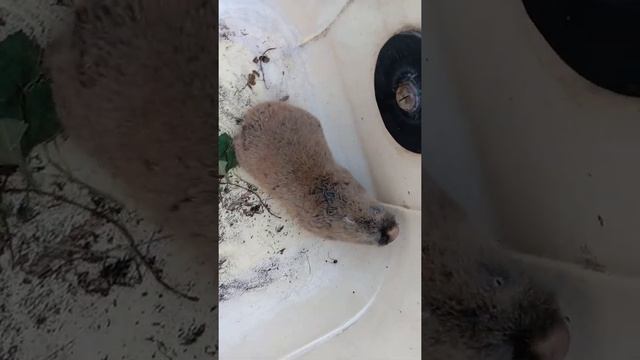 Пойман алтайский крот смотреть онлайн