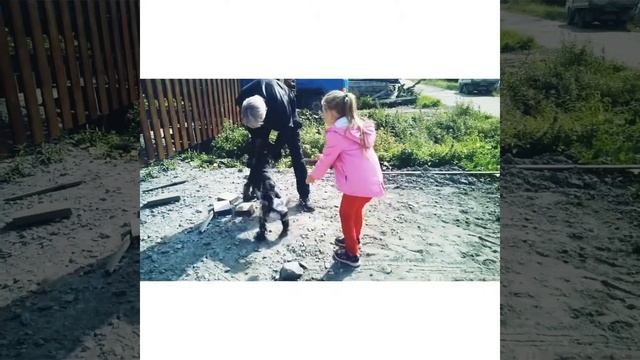 Русский спаниель Грей смотреть онлайн