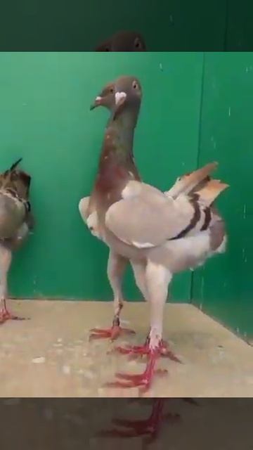 Голубь страус? смотреть онлайн