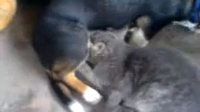 пёс Стасик и кот смотреть онлайн