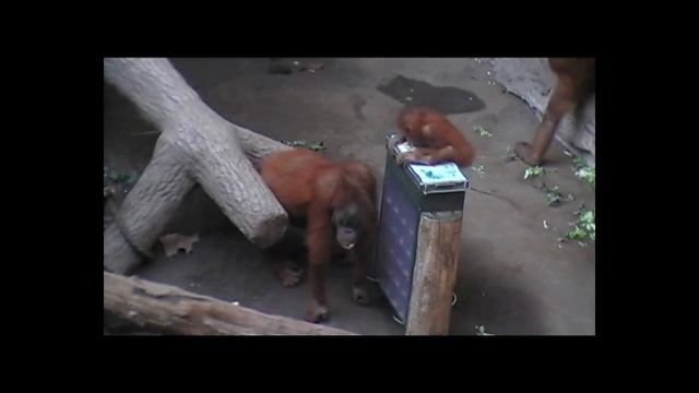 Smart orangutans - Schlaue Orang-Utans смотреть онлайн