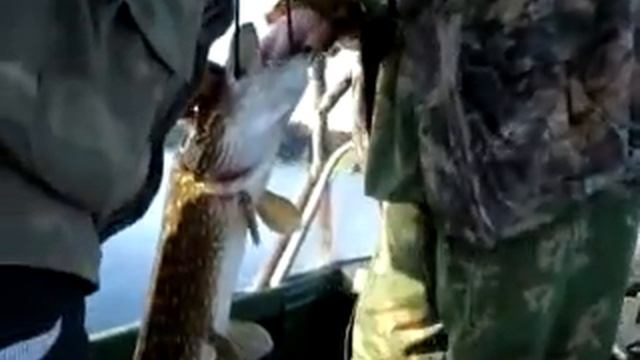 ЩУКА БРОНИЖА смотреть онлайн