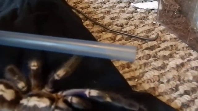 Poecilotheria metallica handling смотреть онлайн