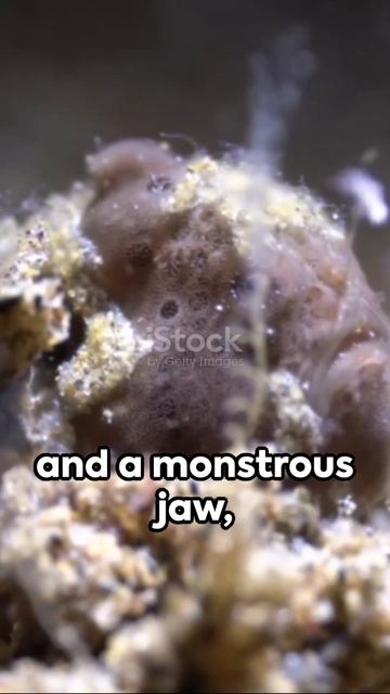 🐟🌊#LophiusPiscatorius #Anglerfish #DeepSeaCreatures #MarineLife #OceanCreatures #ViralShort смотреть онлайн