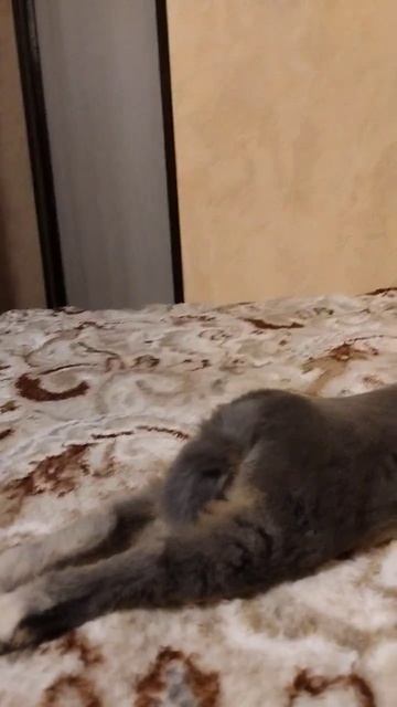 милый кролик смотреть онлайн