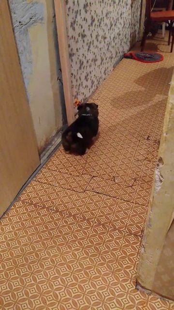 большие собаки пытались загрызть. забрали малышку себе. моя девочка💋не брошу тебя💋 смотреть онлайн