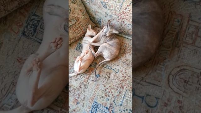 Бои без правил(по-кошачьи).mp4 смотреть онлайн