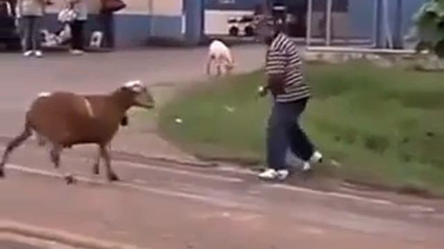 Козел бьёт людей!??!?!? смотреть онлайн
