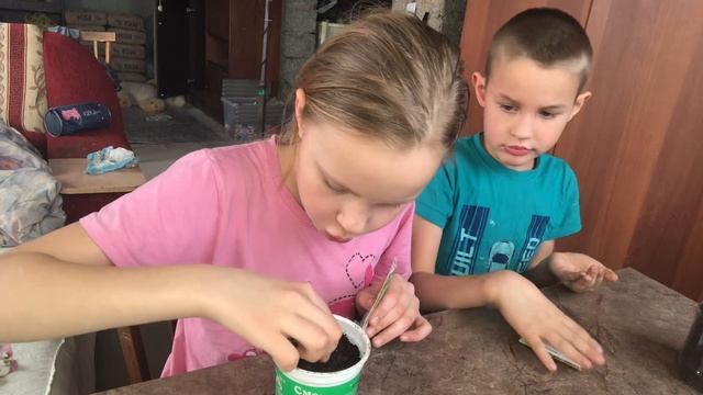 Выращиваем дома кориандр￼￼ смотреть онлайн