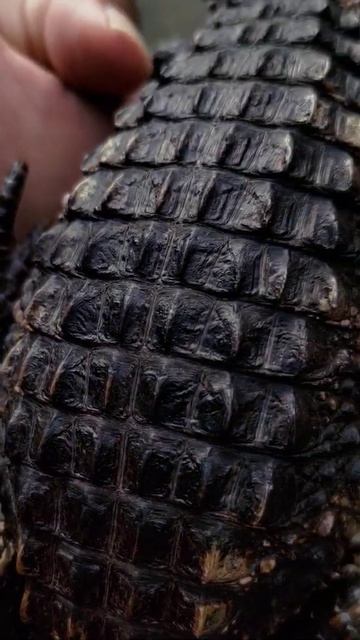 Beautiful skin of my caiman #animal #animals #reptile #caiman #reptiles #dwarfcaiman смотреть онлайн
