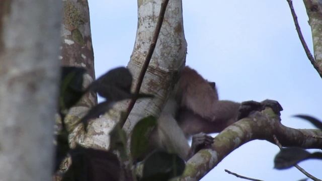 h&n barracuda match hantam kera ekor panjang смотреть онлайн