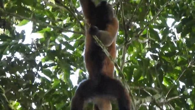 Humboldt's Woolly Monkey 2, Wildsumaco Lodge, Ecuador смотреть онлайн