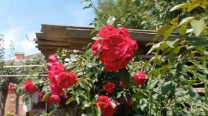 Не выгорает на  солнце ☀️. "Флорентина", плетистая роза. Июль 2024.