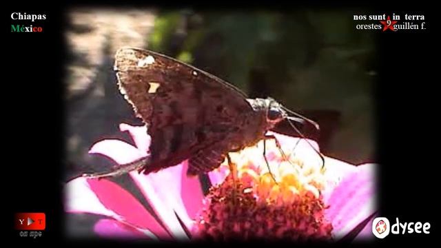 lepidopteros, marphesia heliconius смотреть онлайн