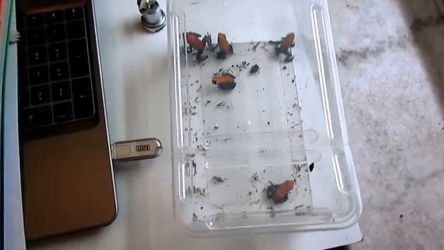 Adelphobate galactonotus -Poison Dart frog- смотреть онлайн