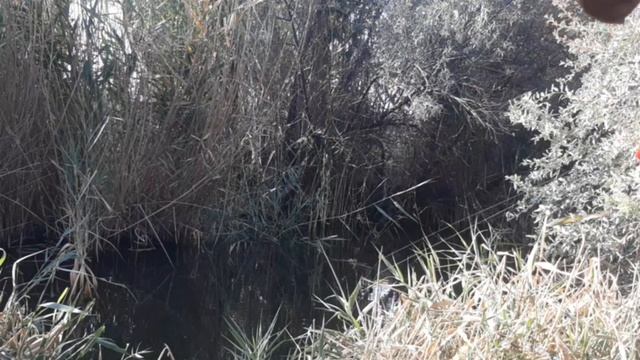 38 вид.Сазан ови смотреть онлайн