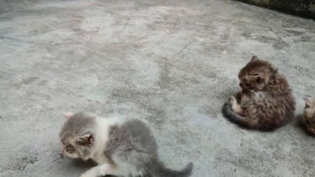 Outdoor kittens are Mira Blue and Tiger - MiMi's kittens смотреть онлайн