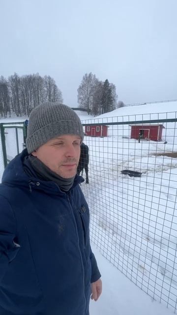 Как отучить корову бодаться? смотреть онлайн