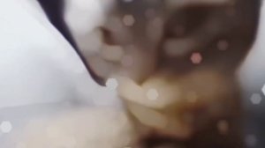 чипи чипи чапа чапа фонк