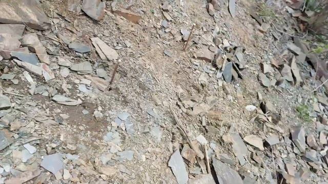 Шикори Бойка 2022 Баҳор Keklik avi tuzakla Охота на куропатка Partridge hunting شکار کبک Chukar avi смотреть онлайн