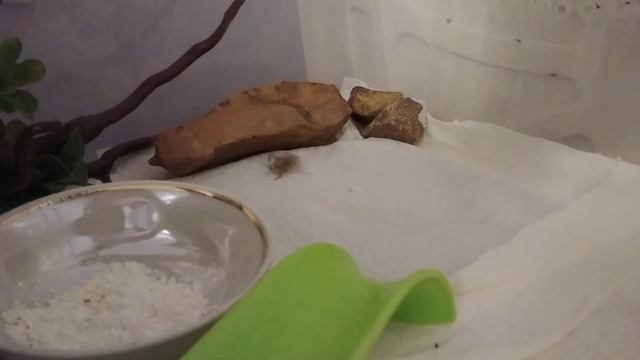 Кормление моей эушки Морковки) смотреть онлайн
