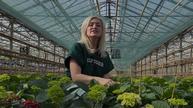 Обзор сортов ГОРТЕНЗИИ. смотреть онлайн