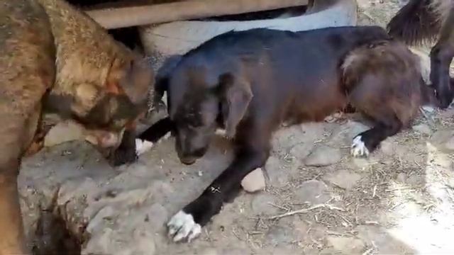 Приют для животных 🫶Гостинцы 💕#помощь#приют смотреть онлайн
