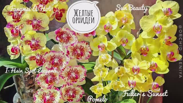 Желтые орхидеи: Fangmei a hot, Spot Leopard, Fuller's Sunset, Pomelo, Sun beauty | Обзор цветения 💛 смотреть онлайн